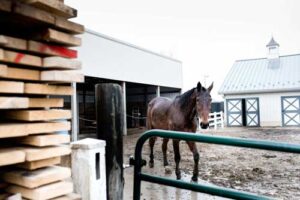 Amish CD Horse 300x200